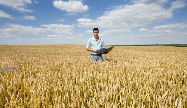 Businessman in Wheat Field