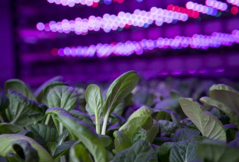Unlocking Synergies: Are You a Vertical Farming Business Who Would Be Interested To Collaborate With a “Traditional” Fresh Produce Grower & Marketeer To Create Ongoing Success?