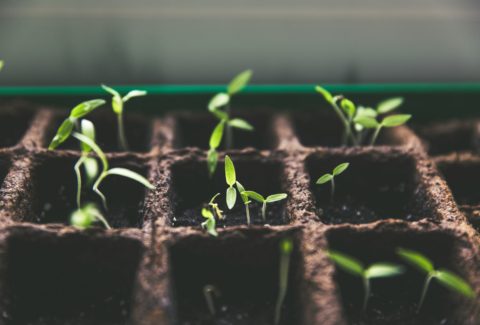 Agribusiness Investment Strategist and Sustainability Advocate. Agribusiness Investment Strategist and Sustainability Advocate.